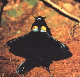 Parotia_Bird_of_paradise.jpg