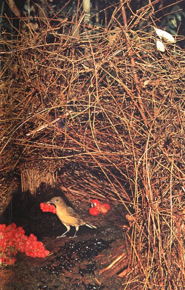 http://pigeon.psy.tufts.edu/avc/akins/Images/VogelkopGardenerBowerbird.jpg