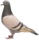 http://www.pigeon.psy.tufts.edu/psych26/images/pigeon.gif