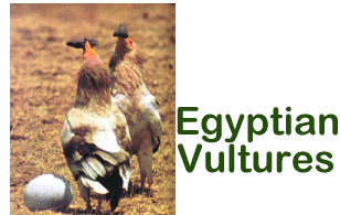 Vulture1.gif (31825 bytes)